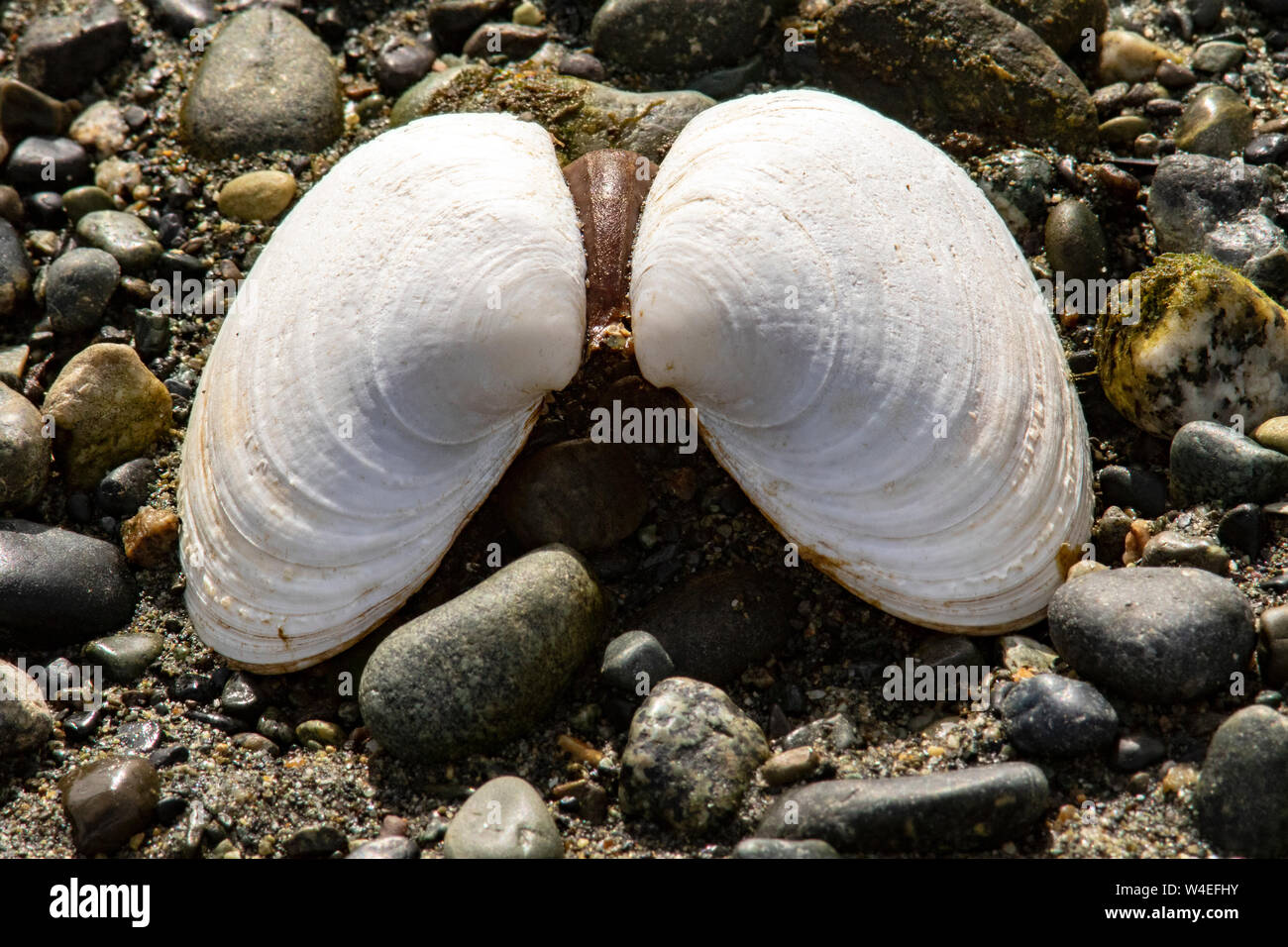 Bivalve shell in Esquimalt Lagoon, Colwood, near Victoria, Vancouver Island, British Columbia, Canada Stock Photo