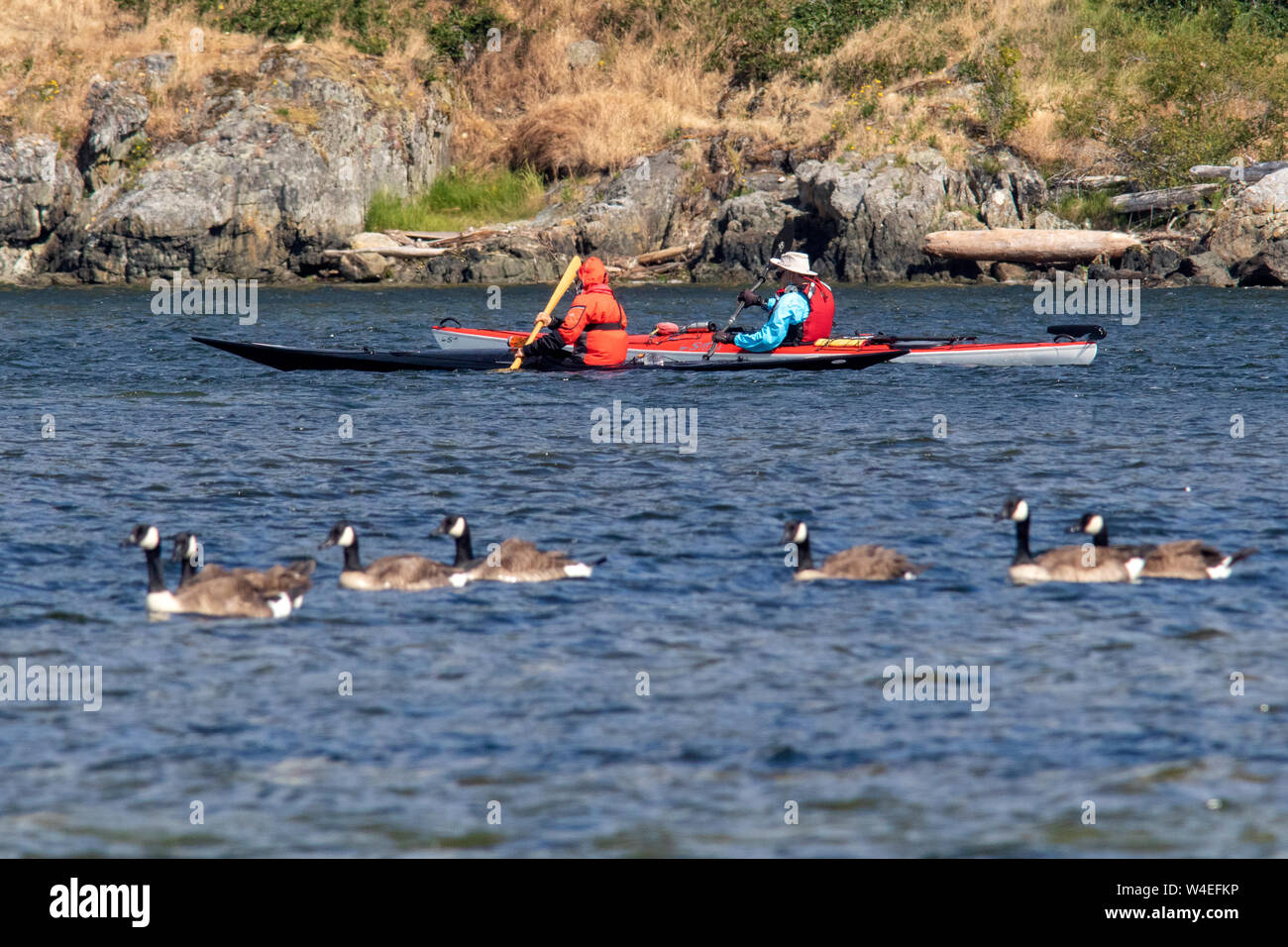 Kayakers and Canada Geese in Esquimalt Lagoon, Colwood, near Victoria, Vancouver Island, British Columbia, Canada Stock Photo