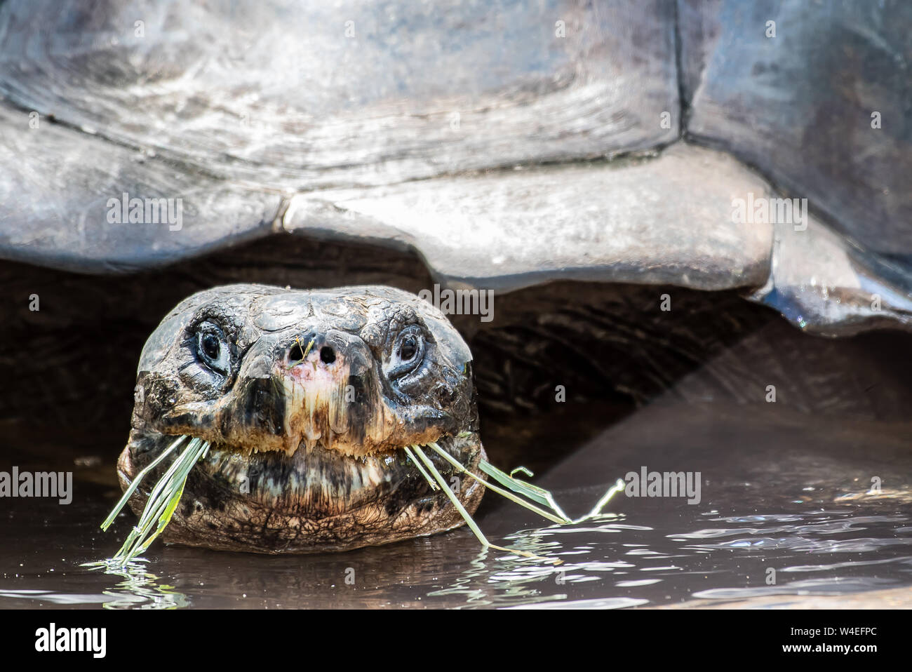 Close up of a giant turtle eating grass Stock Photo