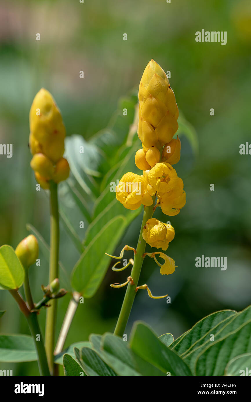 Yellow tube like flowers growing in a tropical garden in Florida Stock Photo
