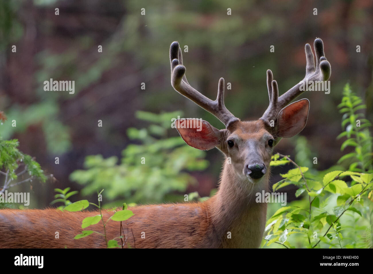 An alert trophy whitetail deer buck standing in the Adirondack Mountains forest wilderness with antlers still in velvet. Stock Photo