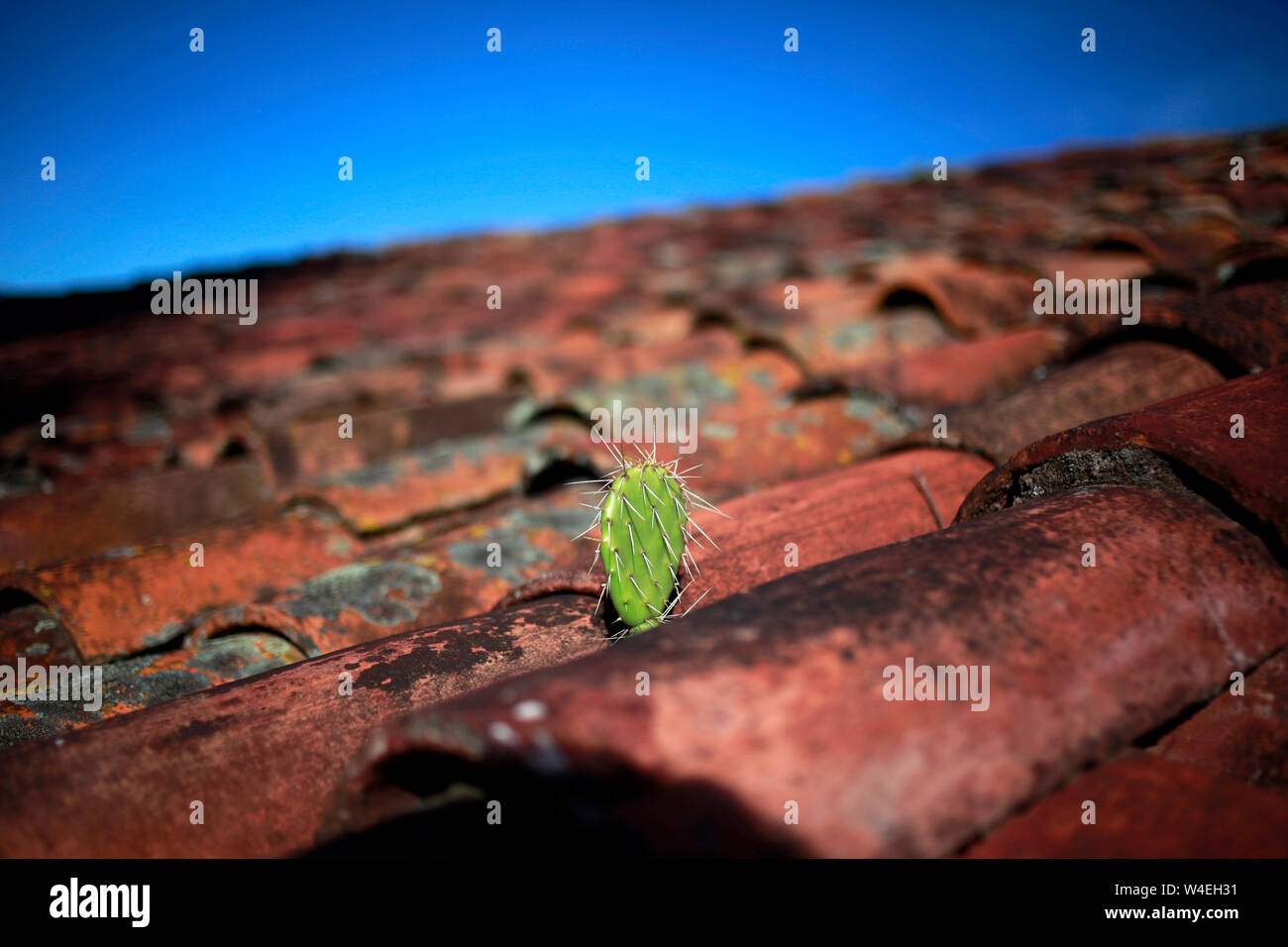 A nopal cactus grows on top of a tiles roof in a home in Lachatao, Sierra Norte of Oaxaca, Mexico Stock Photo