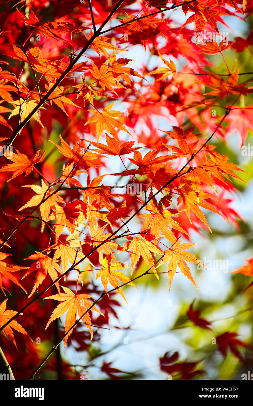 Autumn Japanese maple leaves with warm light tone. Stock Photo