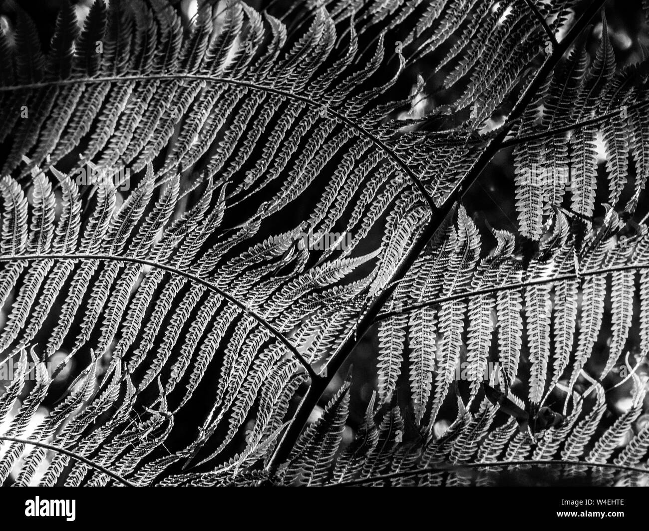 Patterns in nature, Monochrome of Fern leaves or fronds closeup, Australian garden Stock Photo