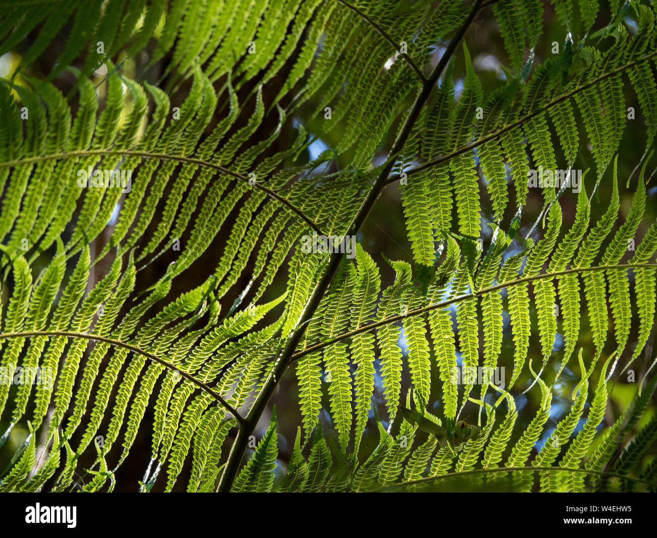 Plants, fresh bright green sunlit Fern leaves closeup, Australian sub tropical coastal garden Stock Photo
