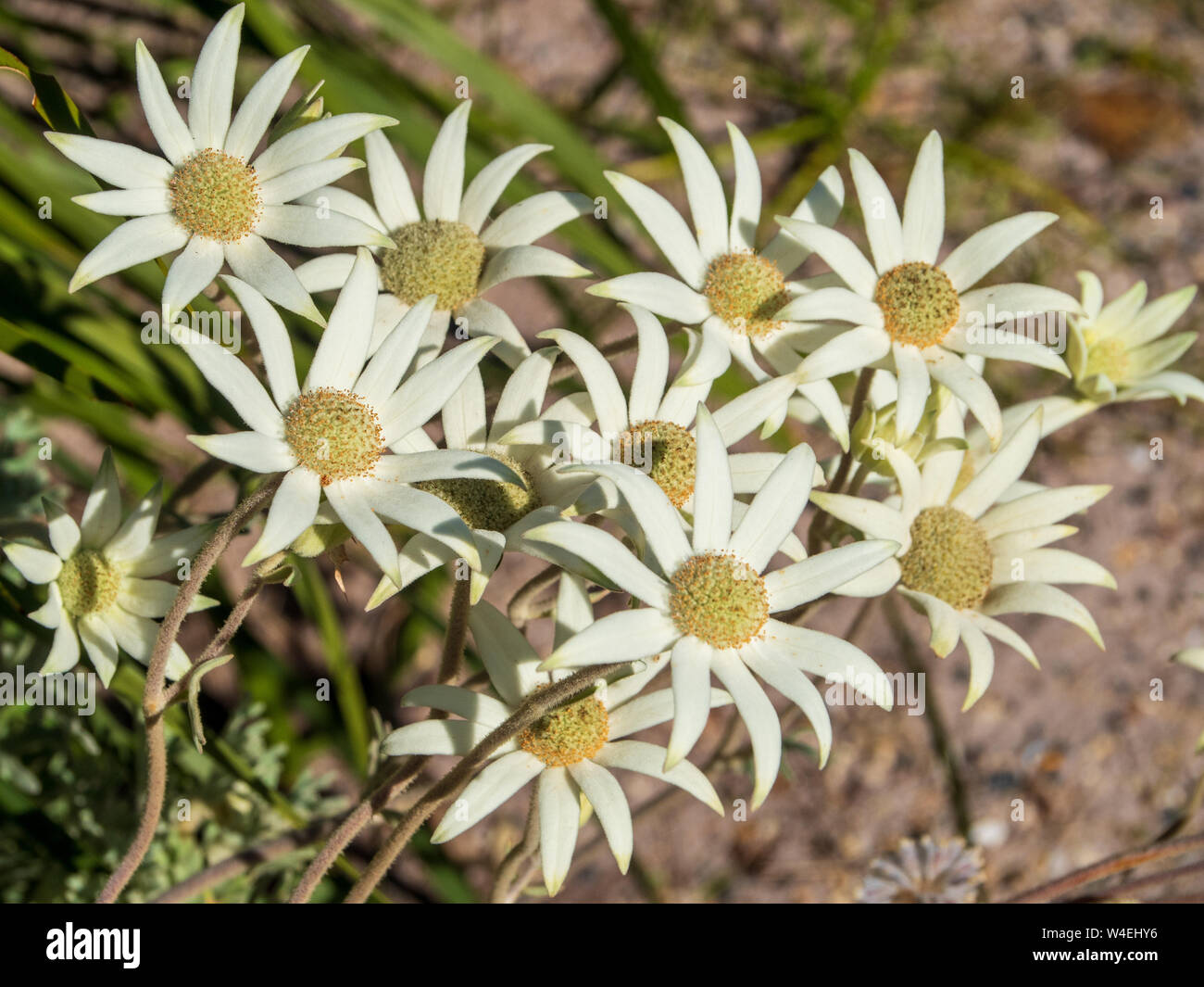 Sydney flannel flower hires stock photography and images Alamy