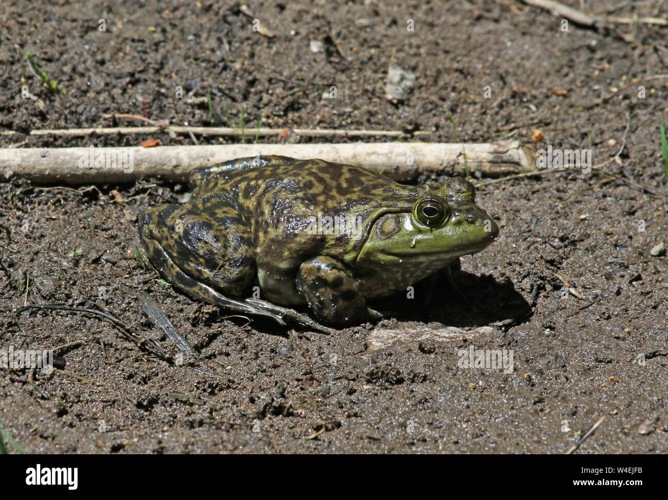 A huge American Bullfrog (Lithobates catesbeianus or Rana catesbeiana) sitting in the mud beside the Middle Fork Gila River, Gila National Forest, New Stock Photo