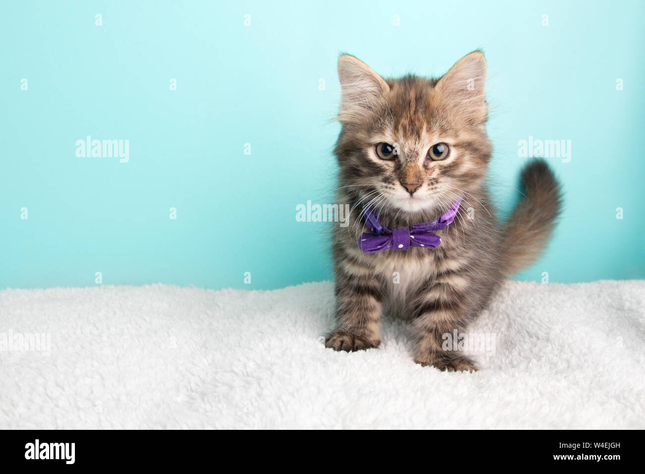 kitten bow tie
