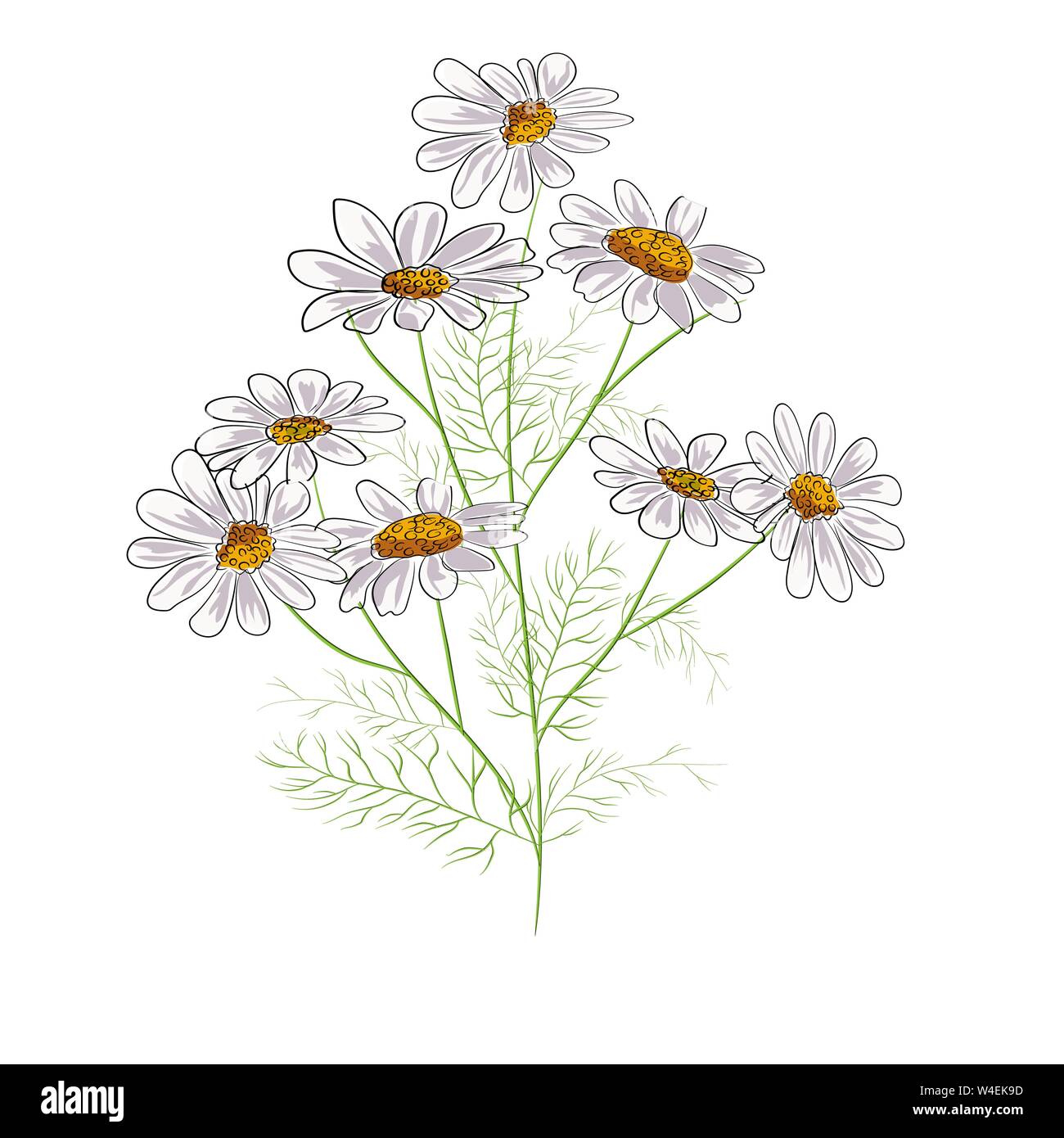 Download Daisy Flower Outline Daisy LIne Art Line Drawing chamomile outline  for free  Flower tattoo drawings Flower line drawings Sunflower drawing
