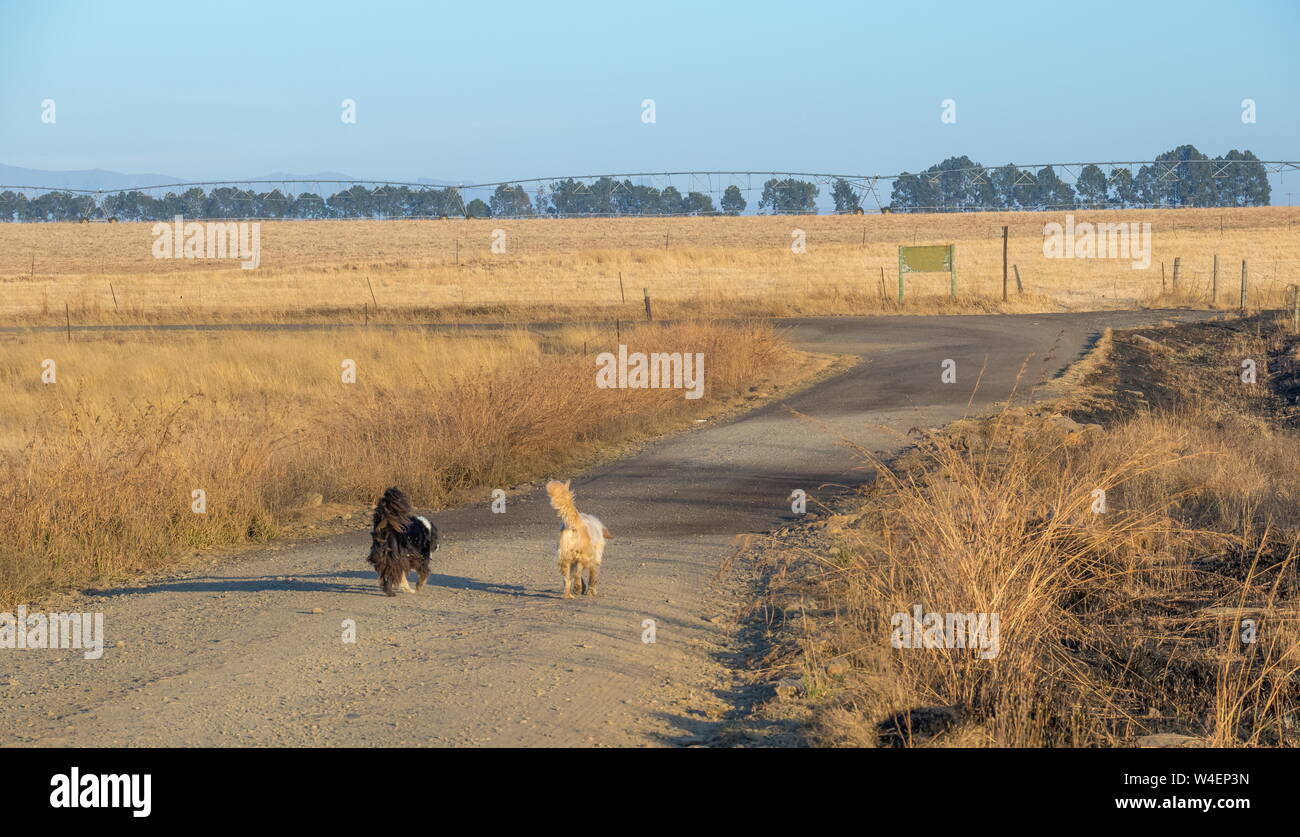 A black dog and a white dog run along a dusty dirt road towards a t
