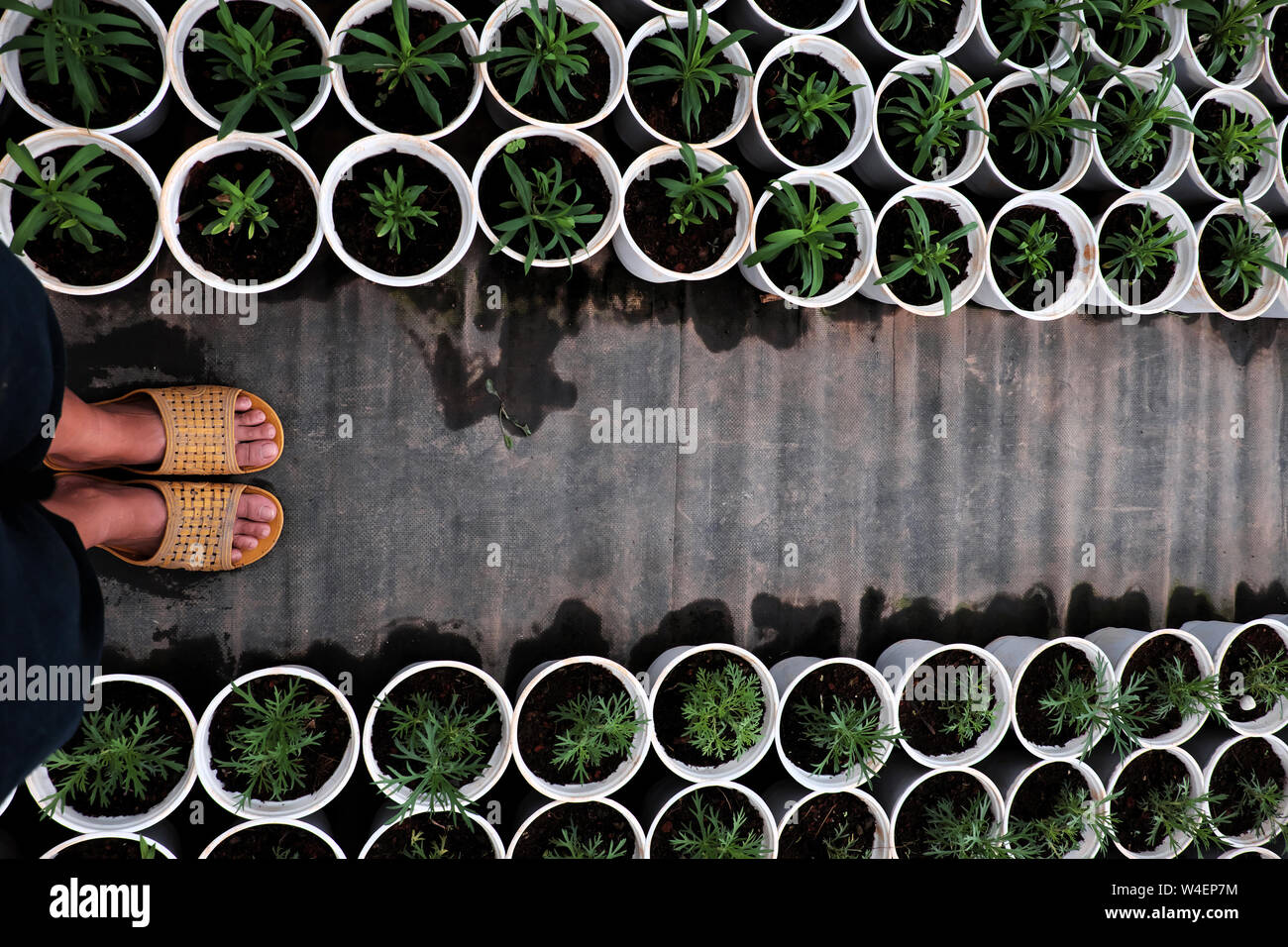 Top view of woman feet wear black clothes stand on path in garden with rhythm of many flower pot with green seedlings in summer day Stock Photo