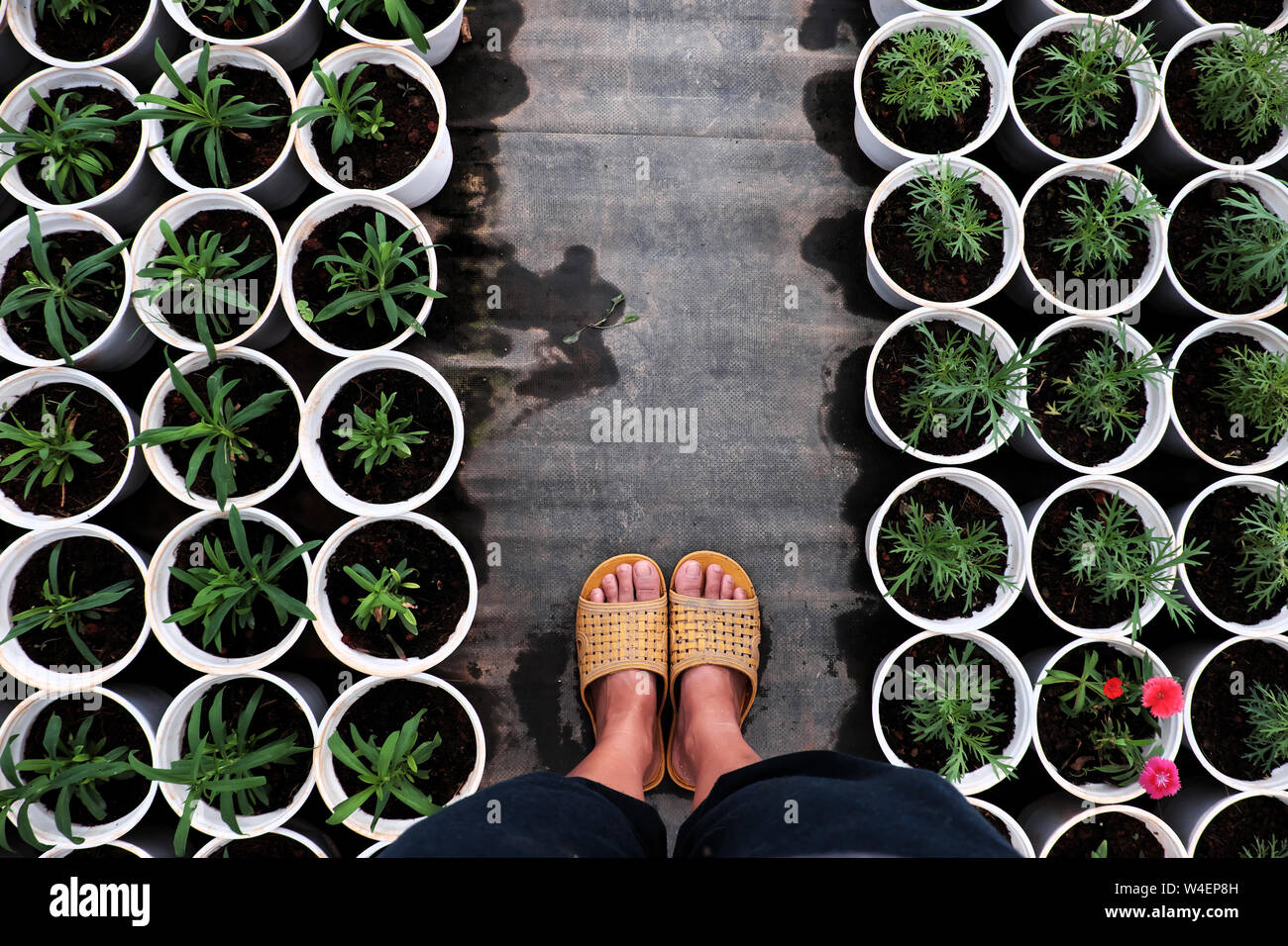 Top view of woman feet wear black clothes stand on path in garden with rhythm of many flower pot with green seedlings in summer day Stock Photo