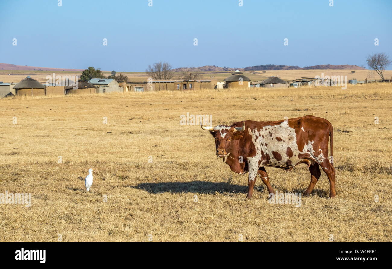 A Nguni cow and a white cattle egret in a dry field with a small African village in the background image in landscape format Stock Photo
