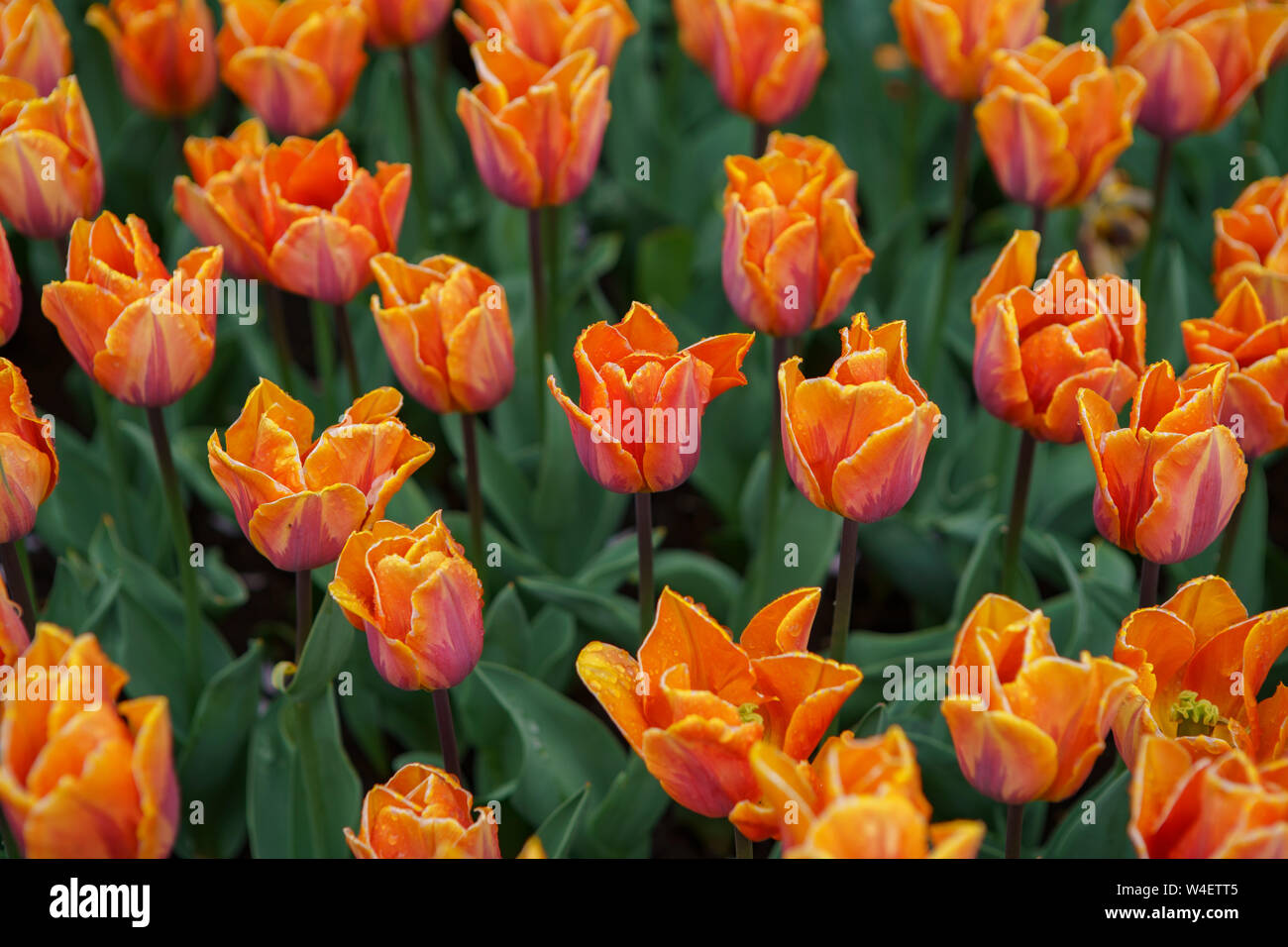 Dutch flower field bloom in spring season.Exotic decorative plants grow