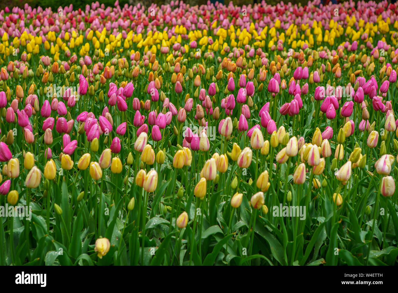 Exotic spring flowers grow in Netherlands.Beautiful dutch flower field ...