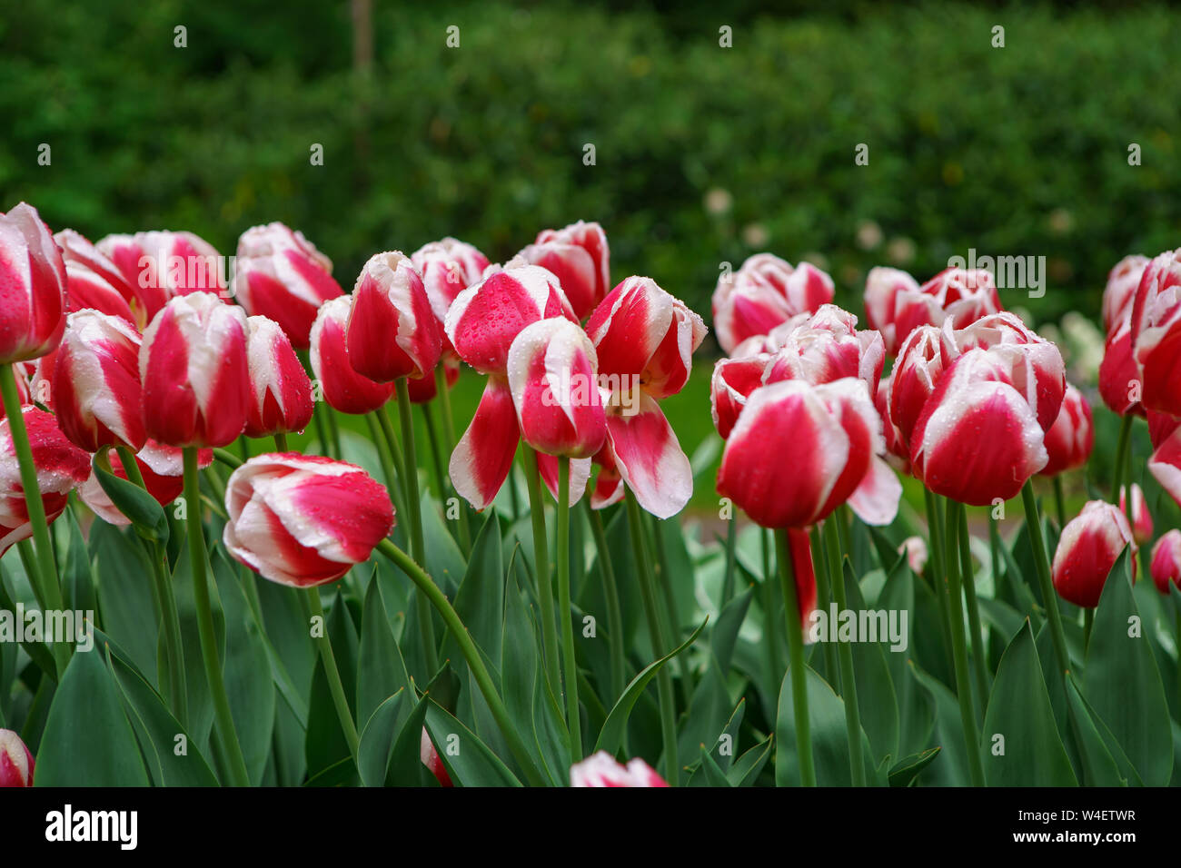 Dutch flower field bloom in spring season.Exotic decorative plants grow