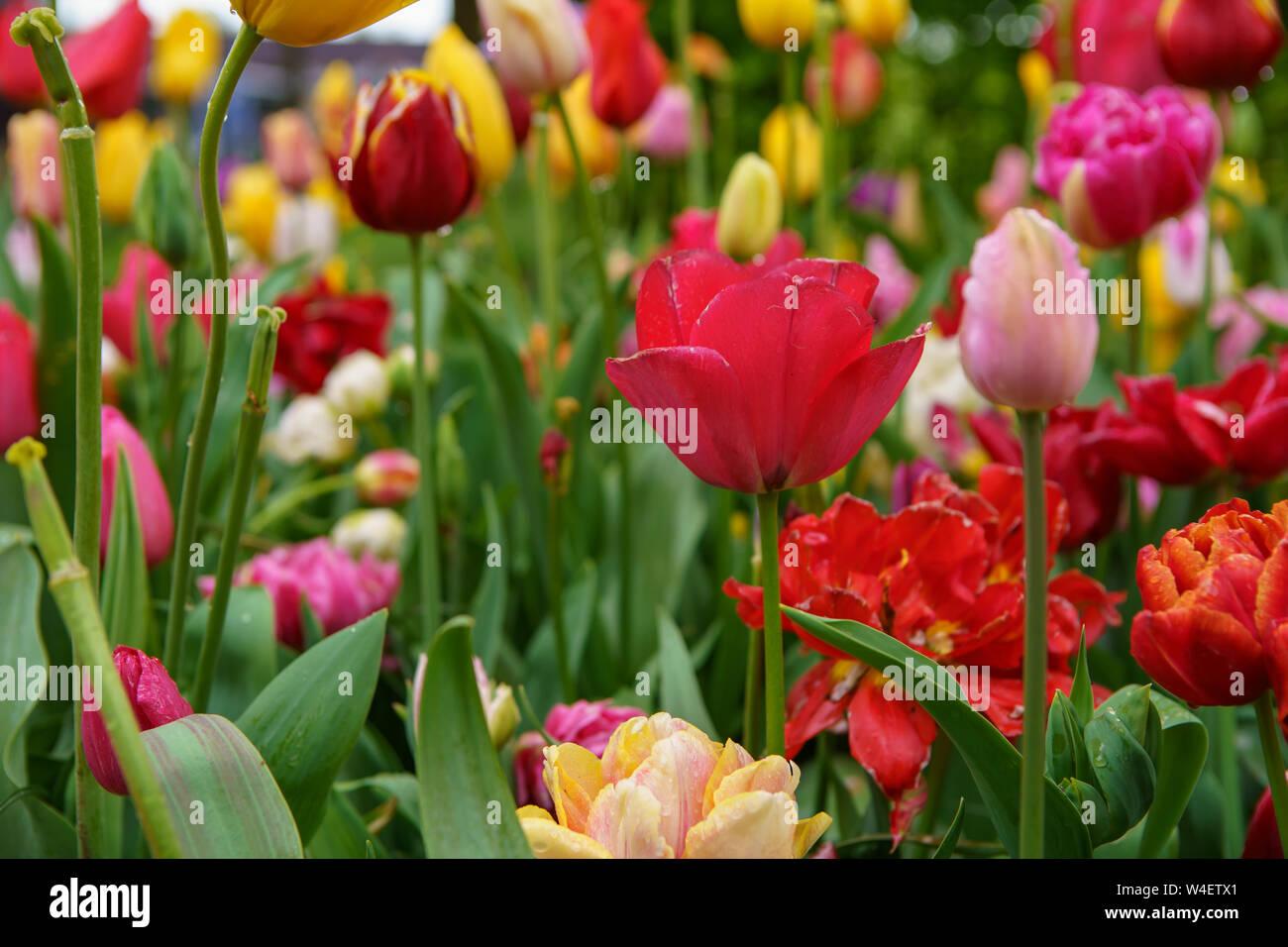 Dutch flower field bloom in spring season.Exotic decorative plants grow