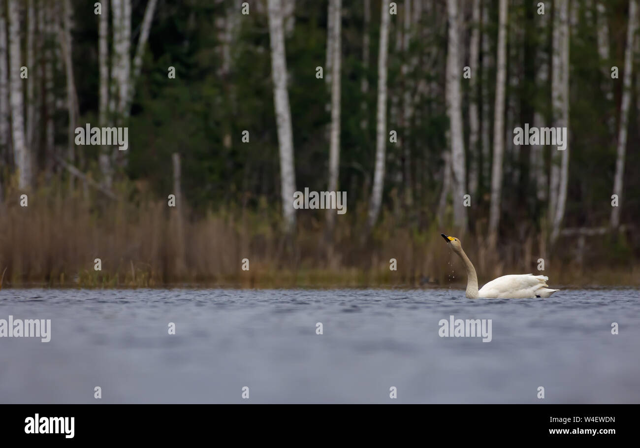 Swan full view hi-res stock photography and images - Alamy