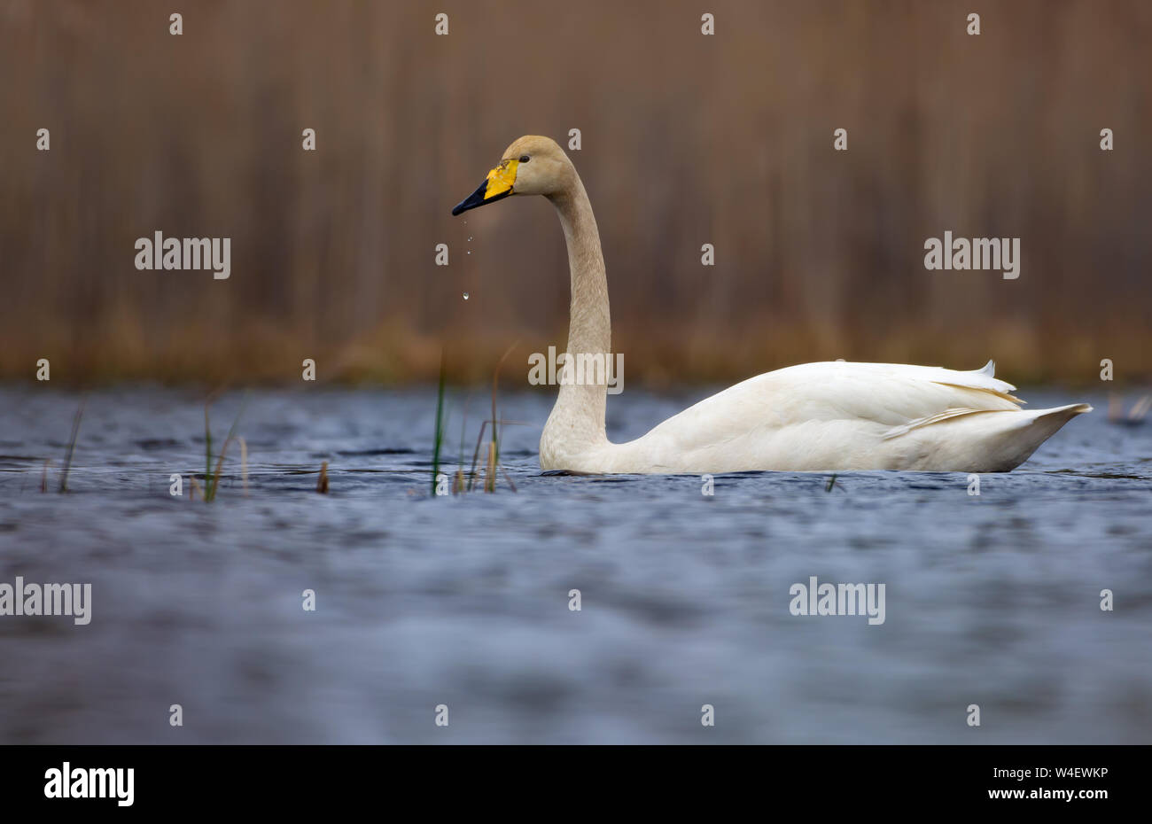 Adult Whooper swan swims on lake surface with water droplets falling from his beak Stock Photo