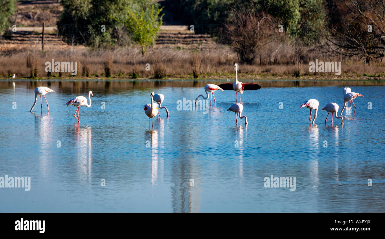 Greater Flamingos, Phoenicopterus roseus in Lagoon de Piedra, Andalusia, Spain. Some of the most beautiful birds on the planet gather in the La Stock Photo - Alamy