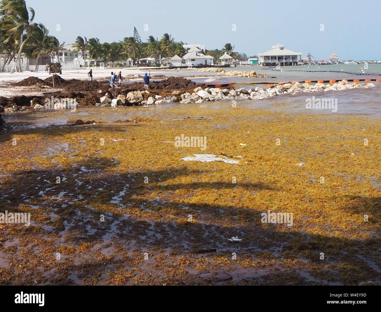 Rotting sargassum sea weed on the beach in the Caribbean. Stock Photo