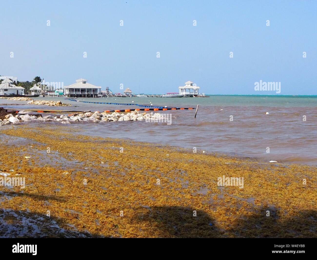 Rotting sargassum sea weed on the beach in the Caribbean. Stock Photo