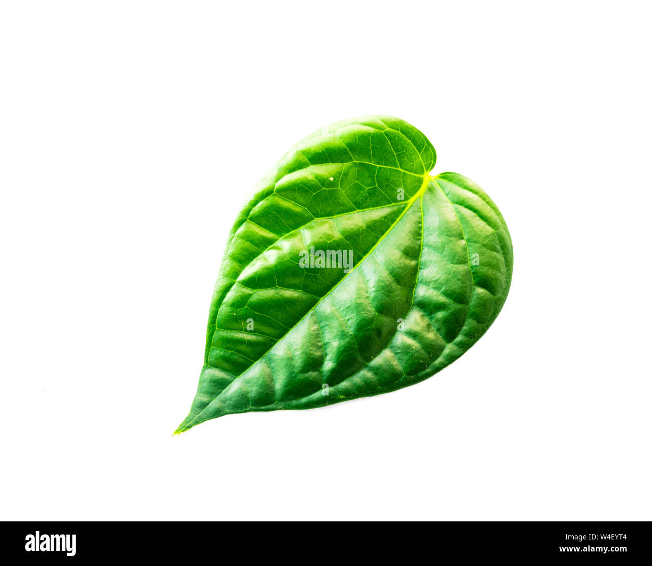 Close-up single raw betel leaf or paan isolated on white Stock Photo