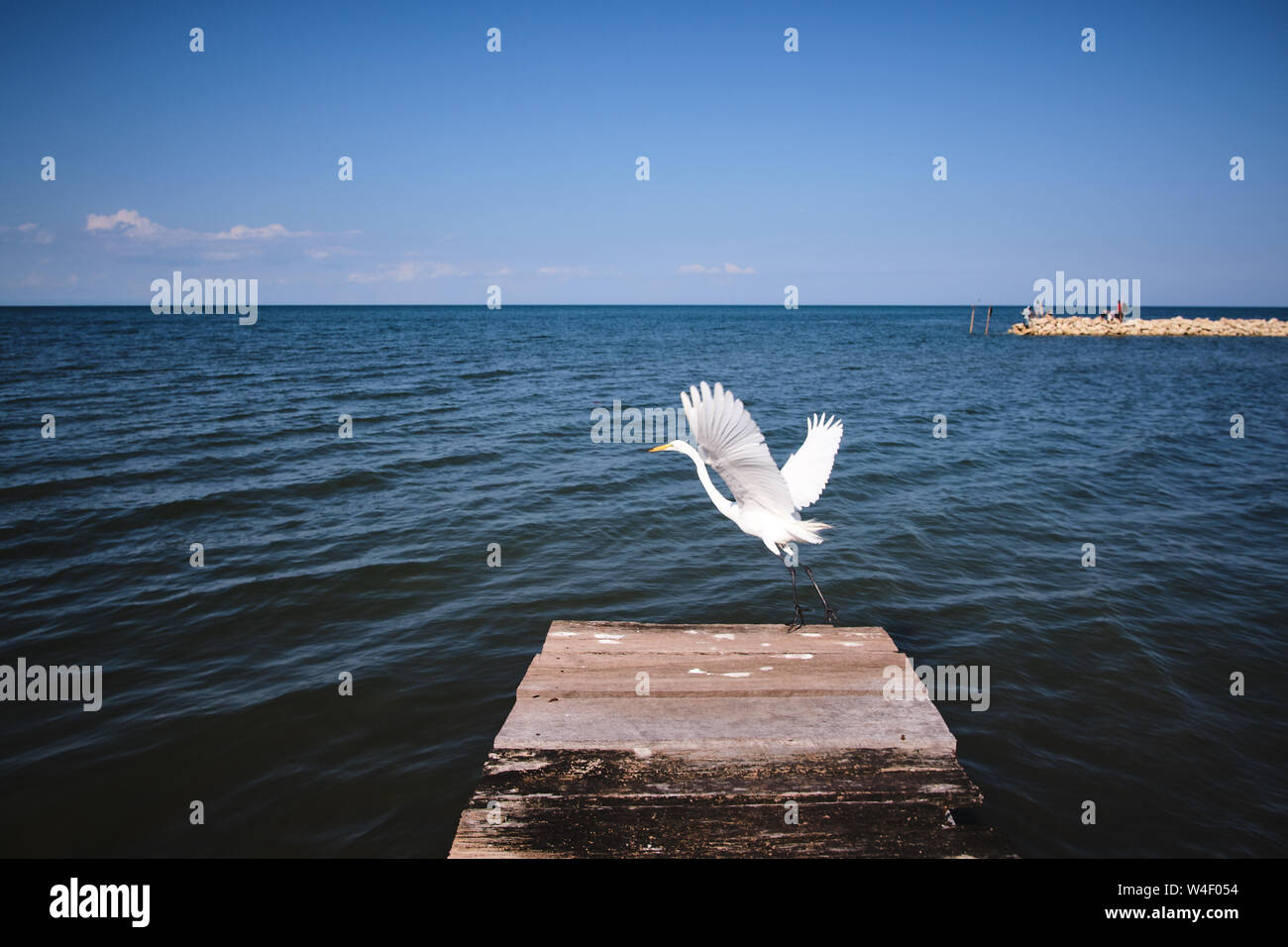 seagull flying in pier Stock Photo - Alamy