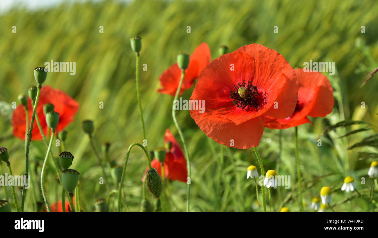 Blooming wild meadow with poppies in the summer Stock Photo