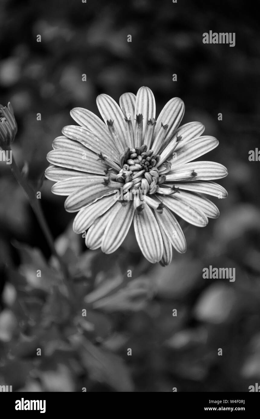 Vibrant colorful flower bloom Black and White Stock Photos & Images - Alamy
