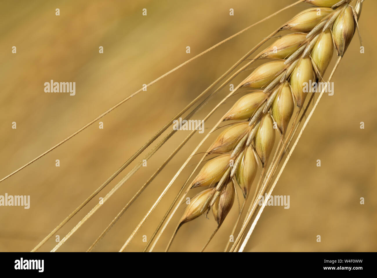 Close-up of a cereal ear in front of light background in summer Stock Photo