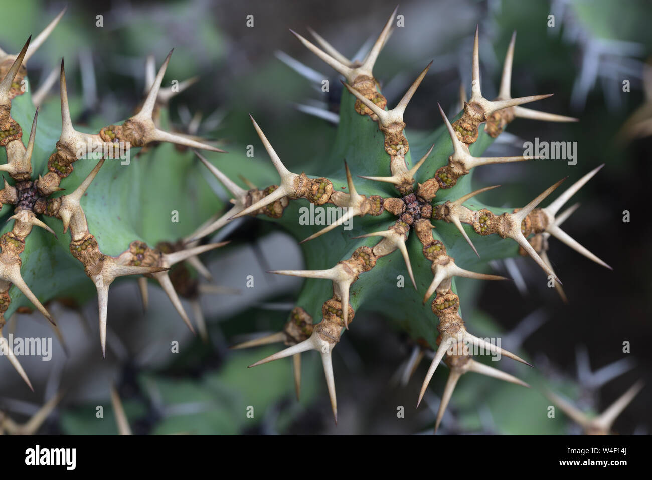 Closeup of a green cactus with long spiky dangerous spikes Stock Photo