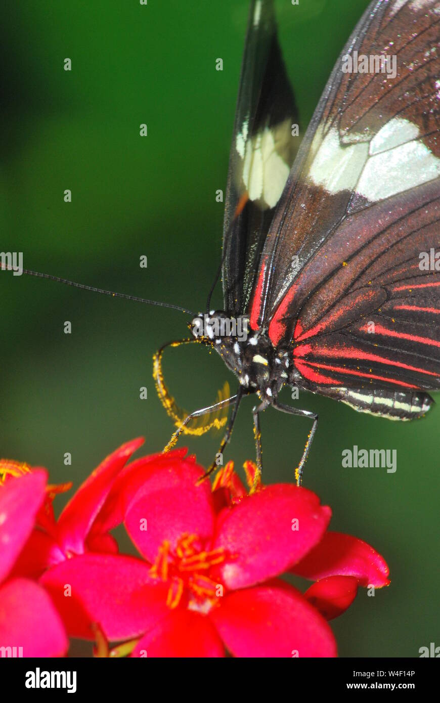 Butterfly eating nectar hires stock photography and images Alamy