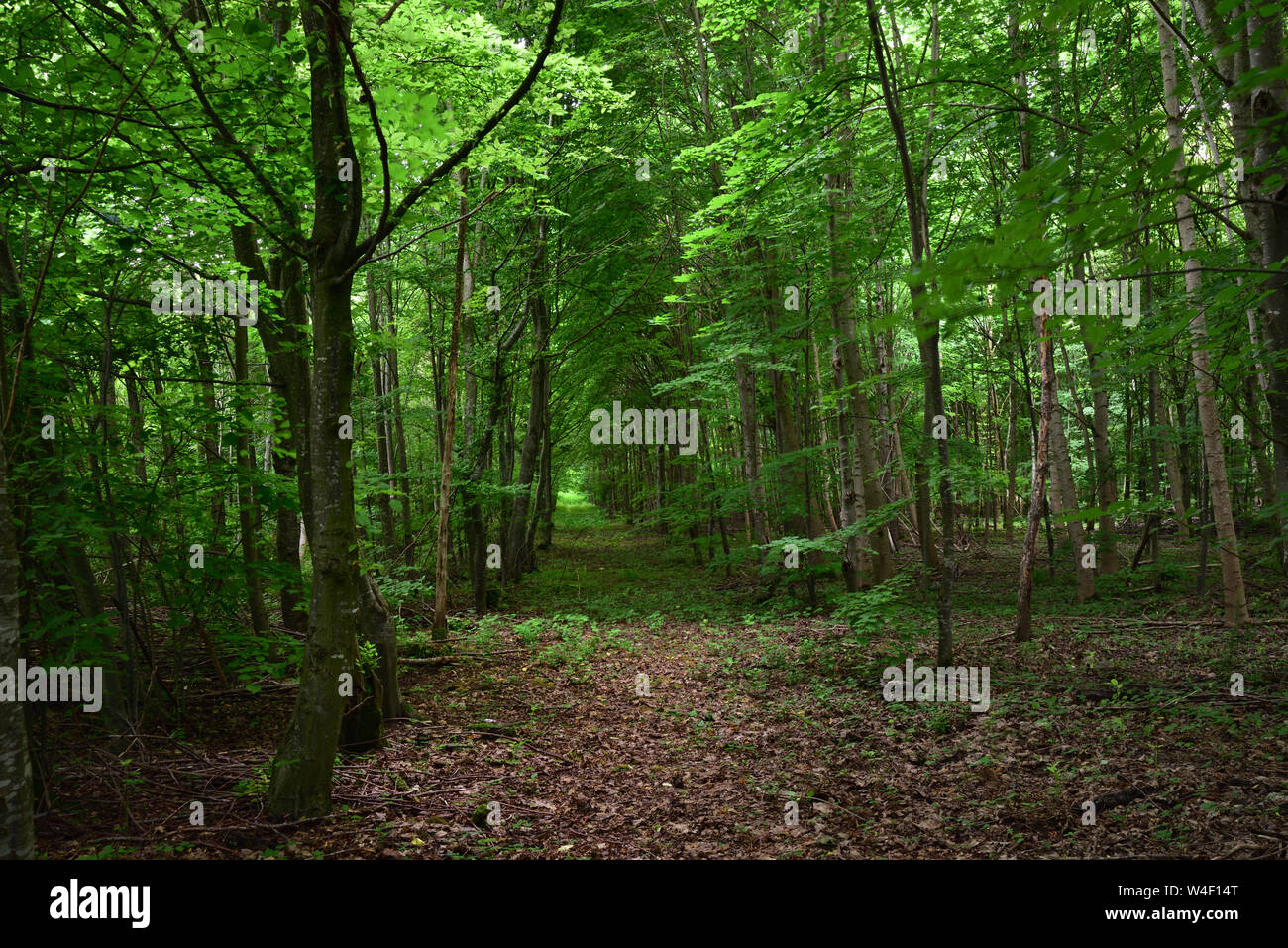 A hidden path leads through the forest with trees on both sides Stock Photo