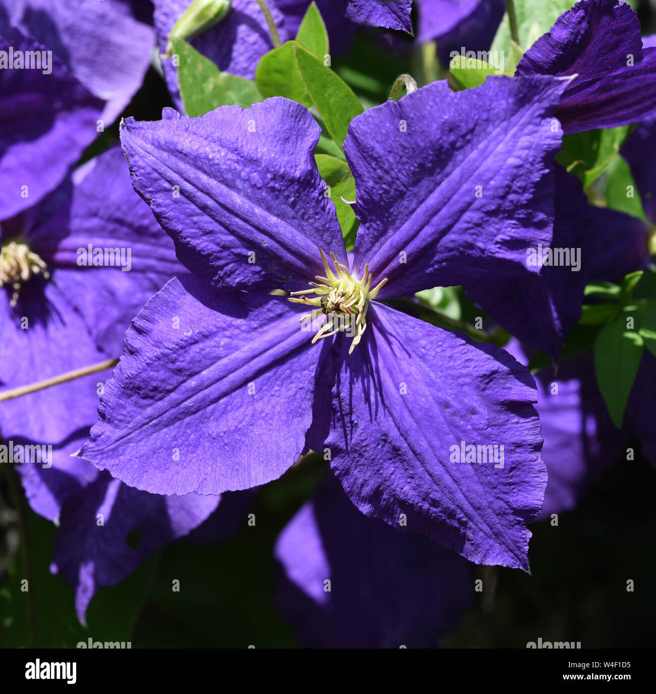 Clematis Jackmanii, Clematis-Hybride Stock Photo - Alamy