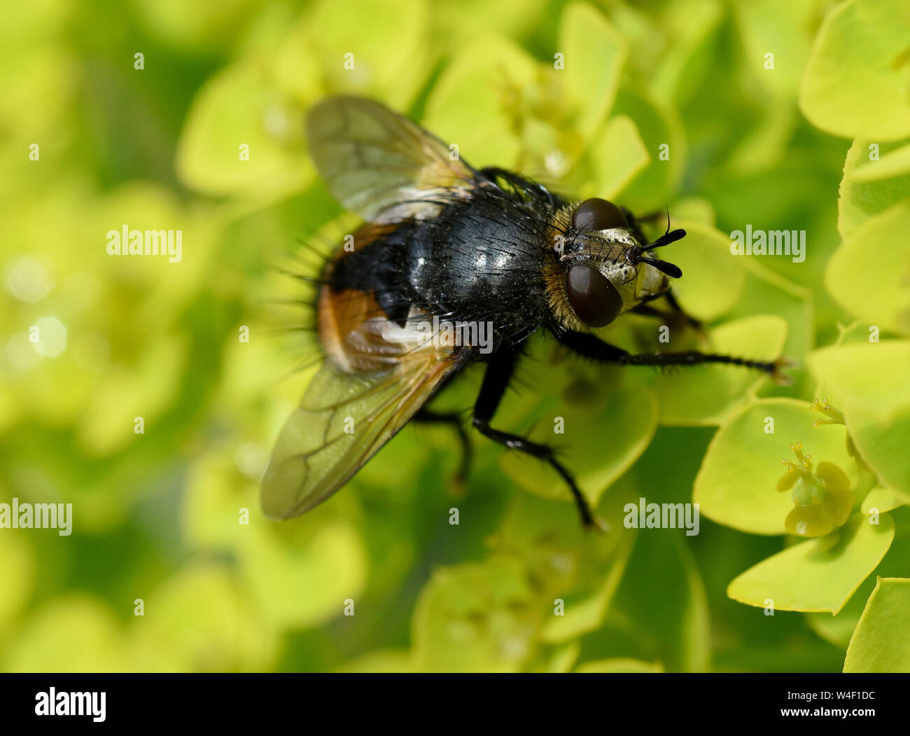 Page 3 Fliege Fly High Resolution Stock Photography And Images Alamy