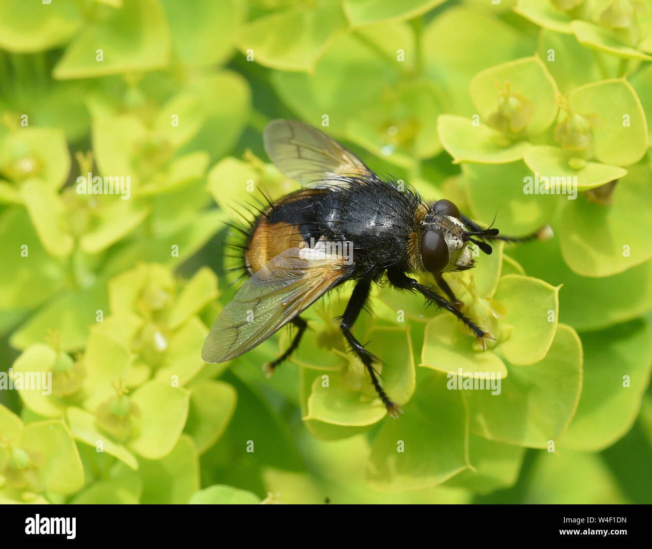 Page 3 Fliege Fly High Resolution Stock Photography And Images Alamy
