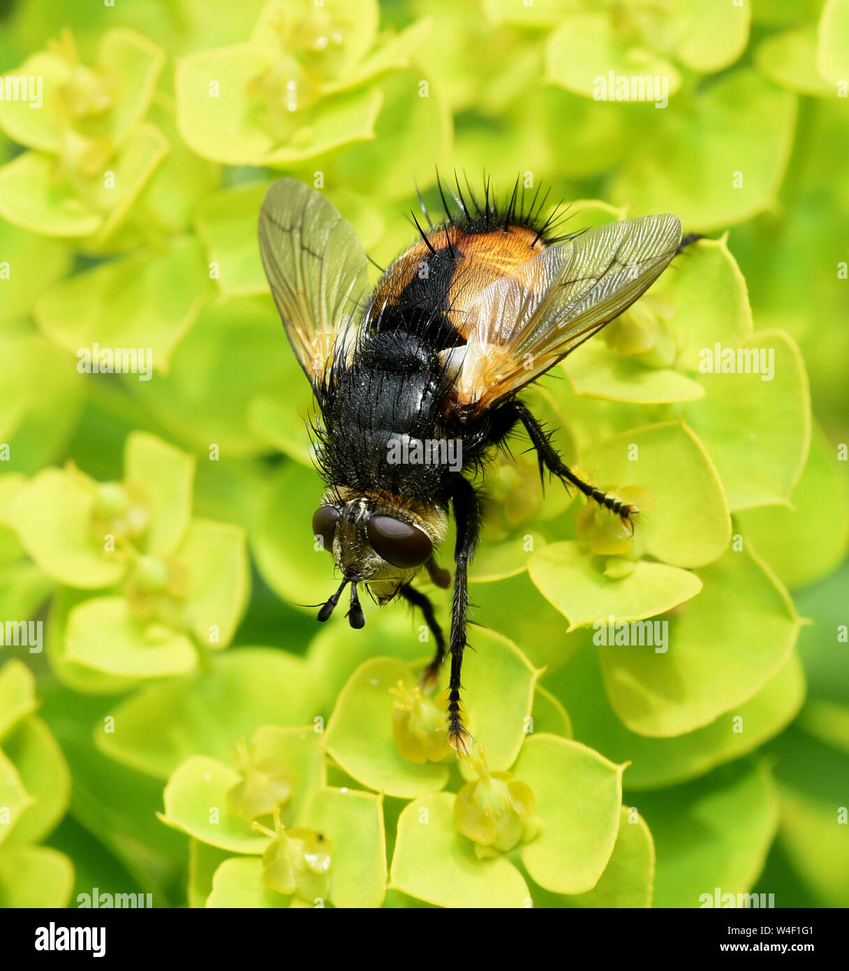 Page 3 Fliege Fly High Resolution Stock Photography And Images Alamy