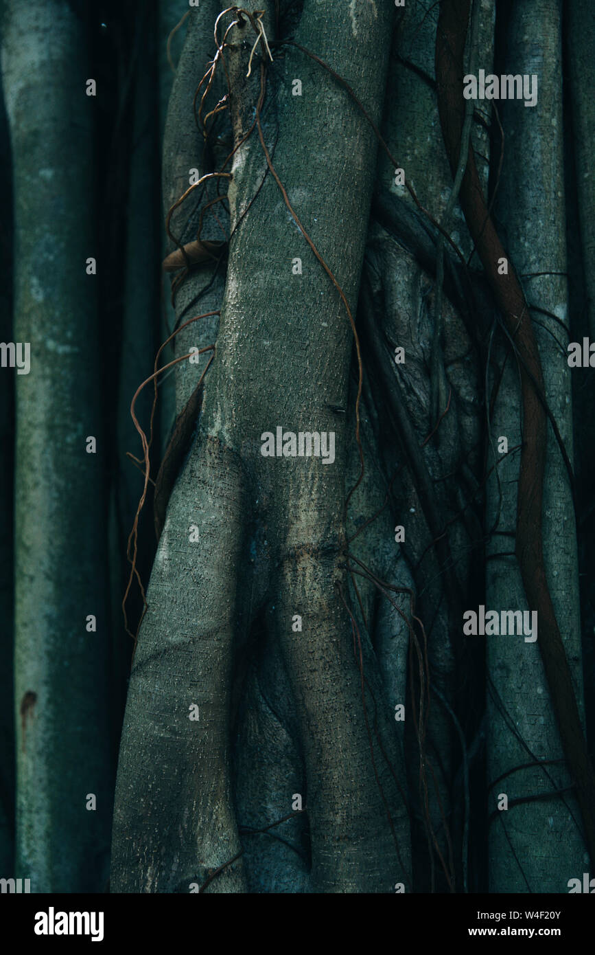 Tree Trunk And Root Background. Nature concept Stock Photo - Alamy
