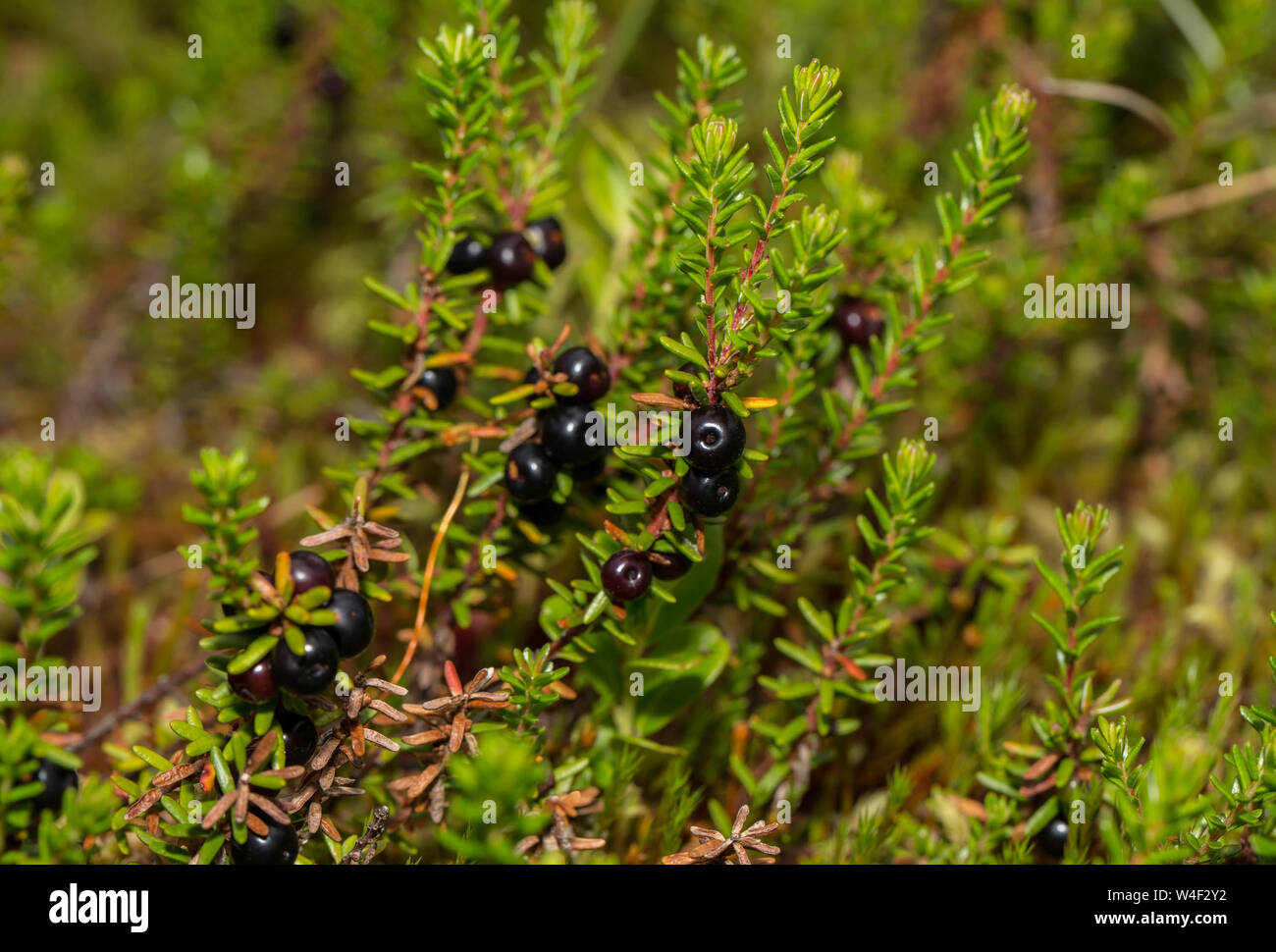 Mats of crowberry (Empetrum nigrum) growing in a bog in Easthern Transilvania, Harghita County, Romania Stock Photo
