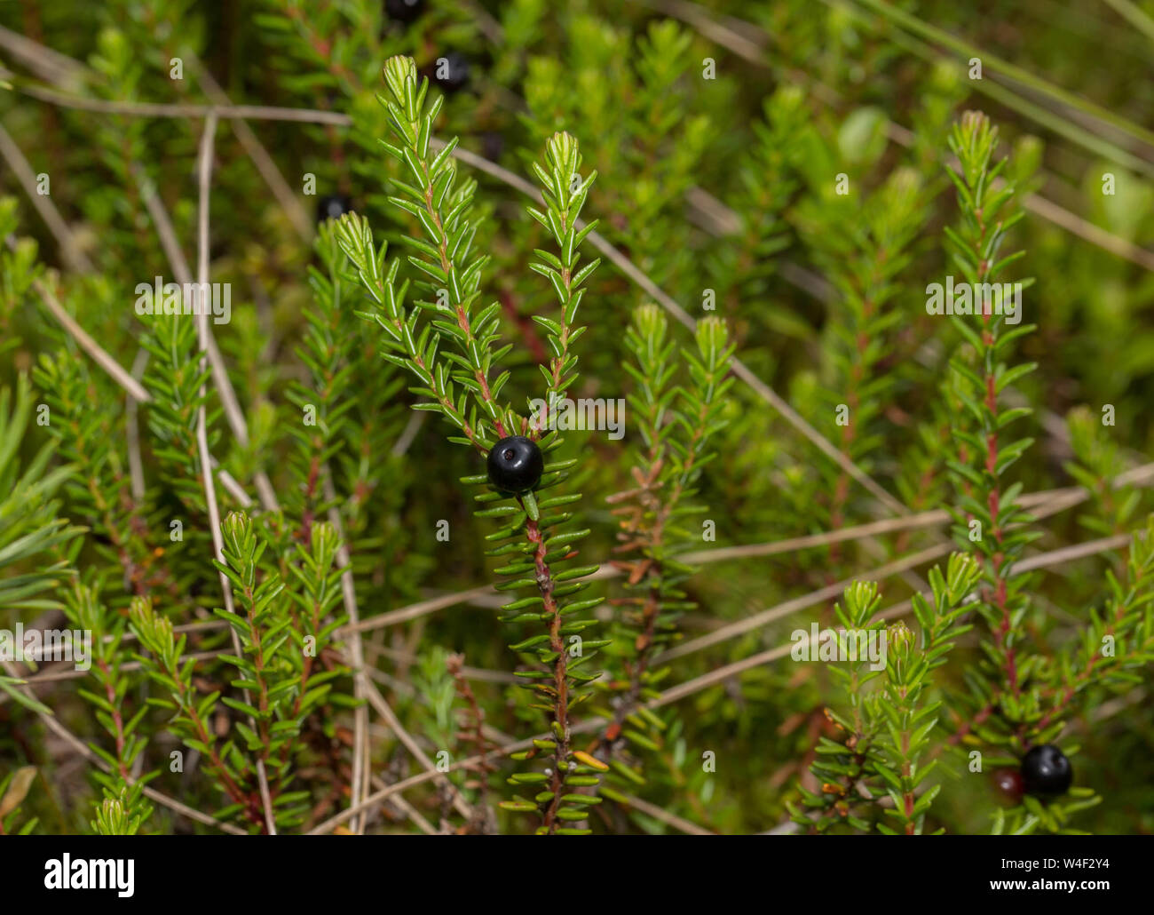 Mats of crowberry (Empetrum nigrum) growing in a bog in Easthern Transilvania, Harghita County, Romania Stock Photo
