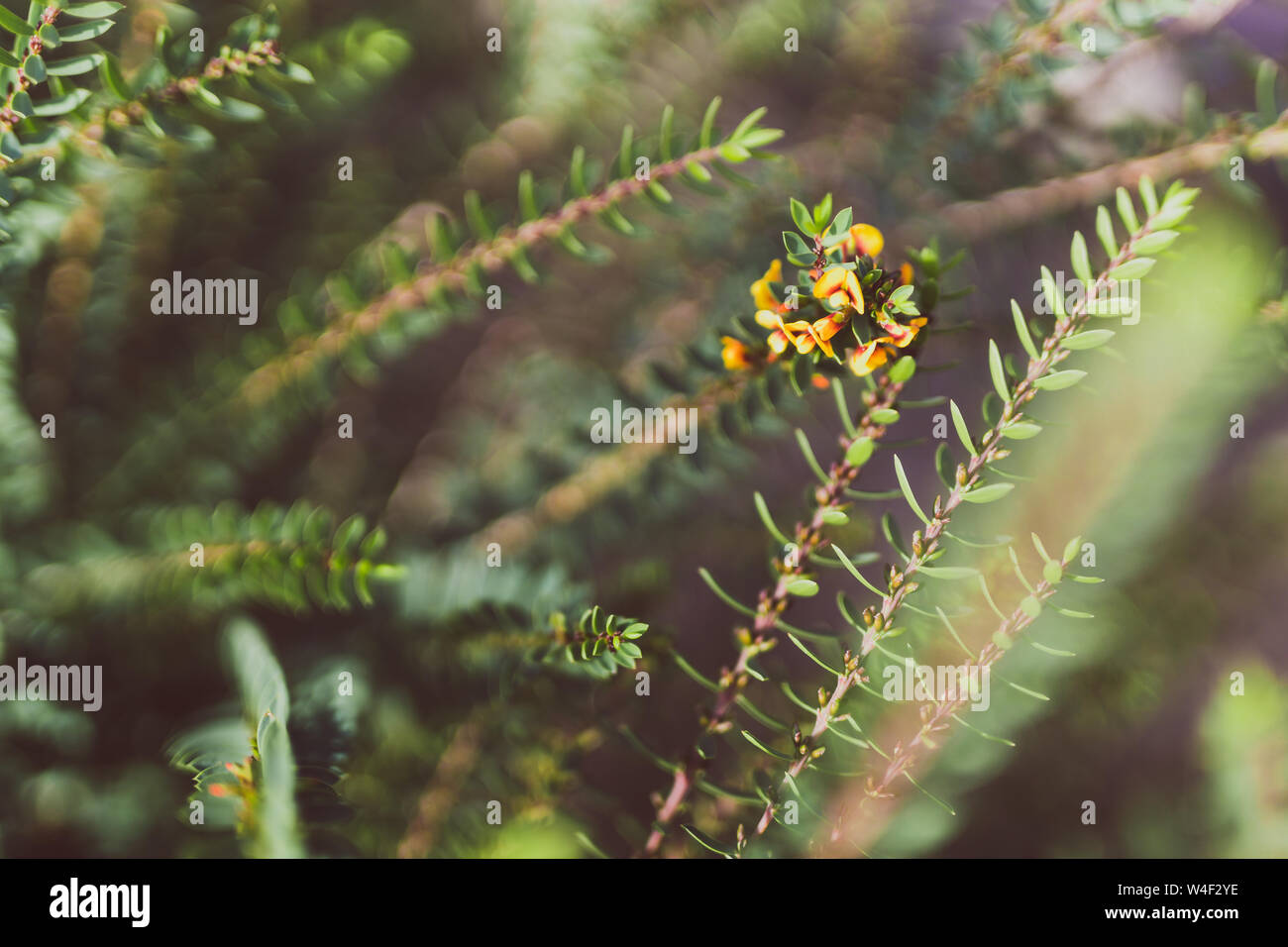 eutaxia obovata also called egg and bacon plant with yellow flowers shot at shallow depth of field Stock Photo