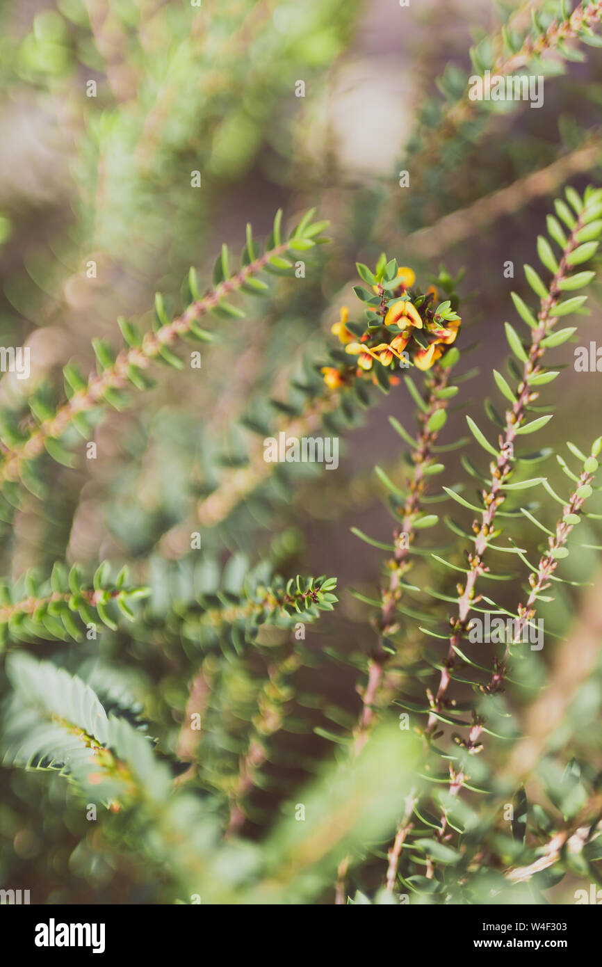 eutaxia obovata also called egg and bacon plant with yellow flowers shot at shallow depth of field Stock Photo