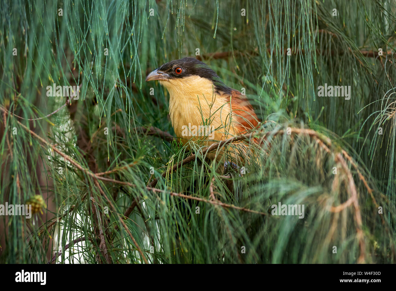Senegal Coucal - Centropus senegalensis, beautiful colored cuckoo from African bushes and forests, La Somone, Senegal. Stock Photo