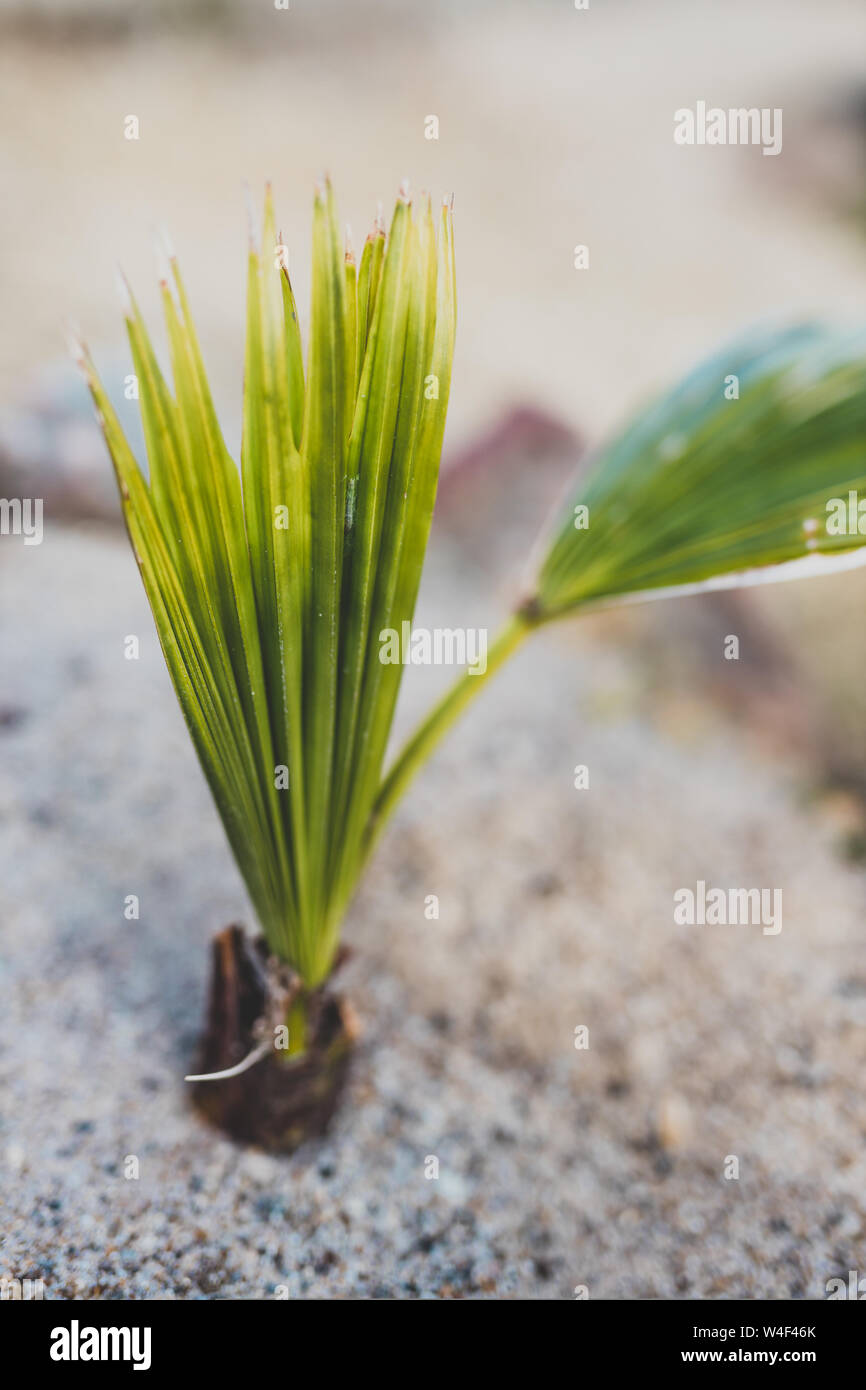 Baby cheap palm tree