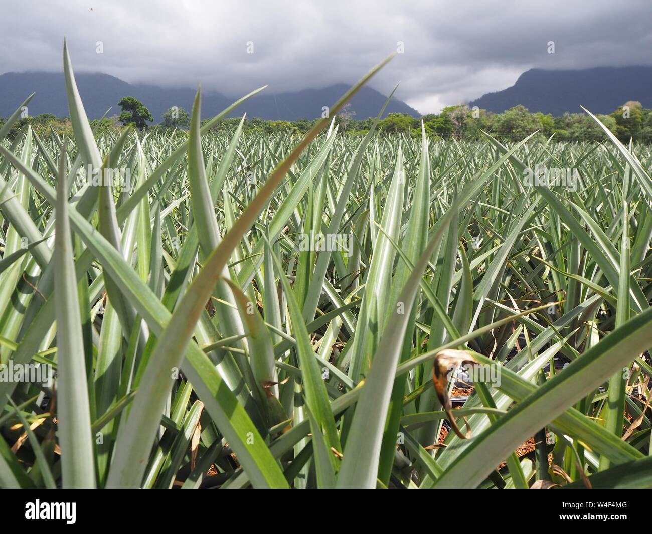 Pineapples growing in a field in Honduras for Dole / Standard Fruit. Industrial fruit production for canning and juice. Stock Photo