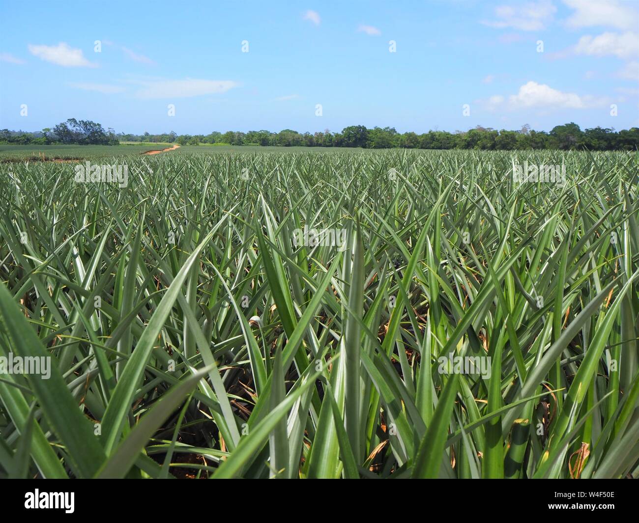 Pineapples growing in a field in Honduras for Dole / Standard Fruit. Industrial fruit production for canning and juice. Stock Photo