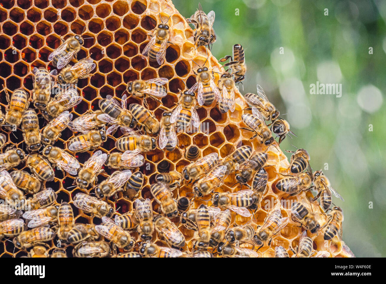 honey bees on in apiary in summertime Stock Photo Alamy