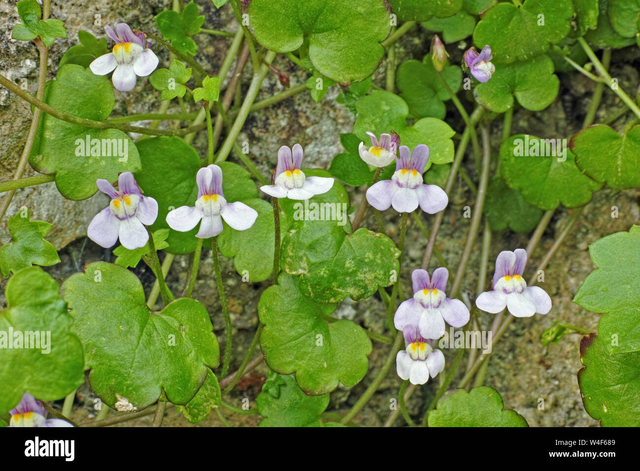 plant of ivy-leaved toadflax in bloom, Stock Photo