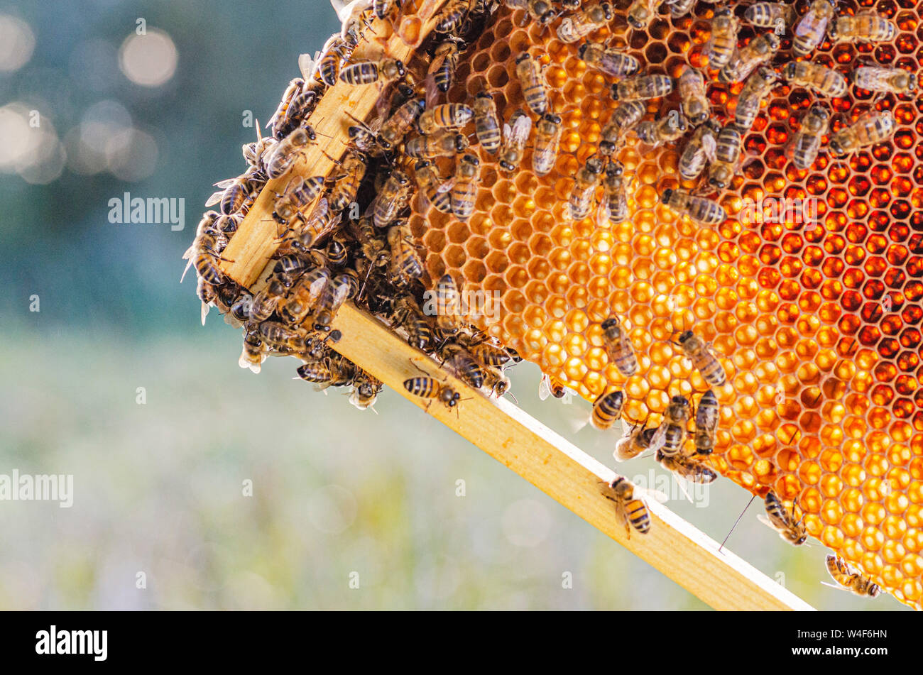 honey bees on in apiary in summertime Stock Photo Alamy